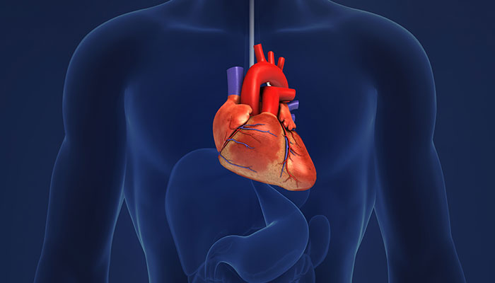 نحوه اکوکاردیوگرافی مری از راه دهان